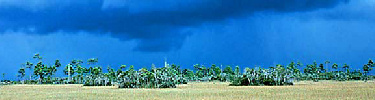 Storm Over the Everglades