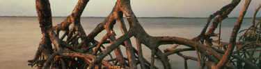 Mangrove Roots and Bay
