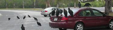 Vultures on Vehicles