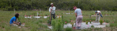 Volunteers planting pines in a restoration site