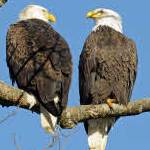 Our national symbol