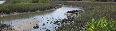 Tidal creeks provide habitat for many salt marsh critters.