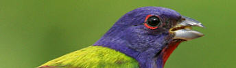 Painted Bunting