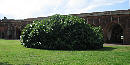 Fig tree inside Fort Pulaski Fig tree inside Fort Pulaski