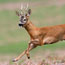 Wildlife