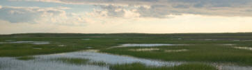 Marsh