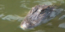 Alligator in moat Alligator in moat