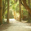 Scenic park trail