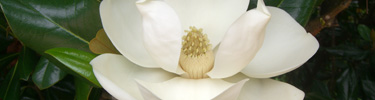 Secondary-Magnoliablossom