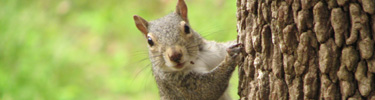 Squirrels can often be found in the woods of Fort Raleigh National Historic Site