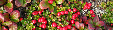 Cranberries