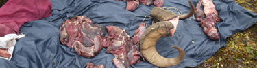 Ram-Horns