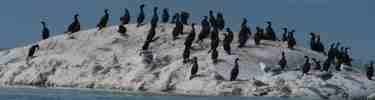 Pelagic cormorant colony