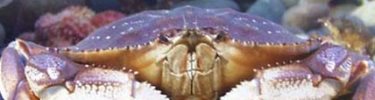 Crabby closeup
