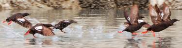 Pigeon guillemots take flight
