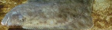 halibut on the seafloor