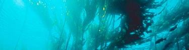 kelp forest