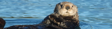 Sea otters have only recently returned to Glacier Bay