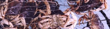 dungeness crabs in a crab pot