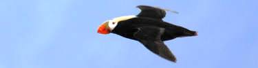 tufted puffin air show
