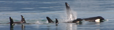 Pod of orcas patrolling Glacier Bay waters