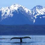 Humpback whale flukes