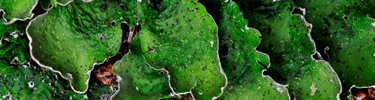 Lichens and mosses grow on every available space in the forests of Glacier Bay