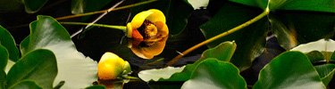 Yellow pond lilies blossom in the ponds of Bartlett Cove