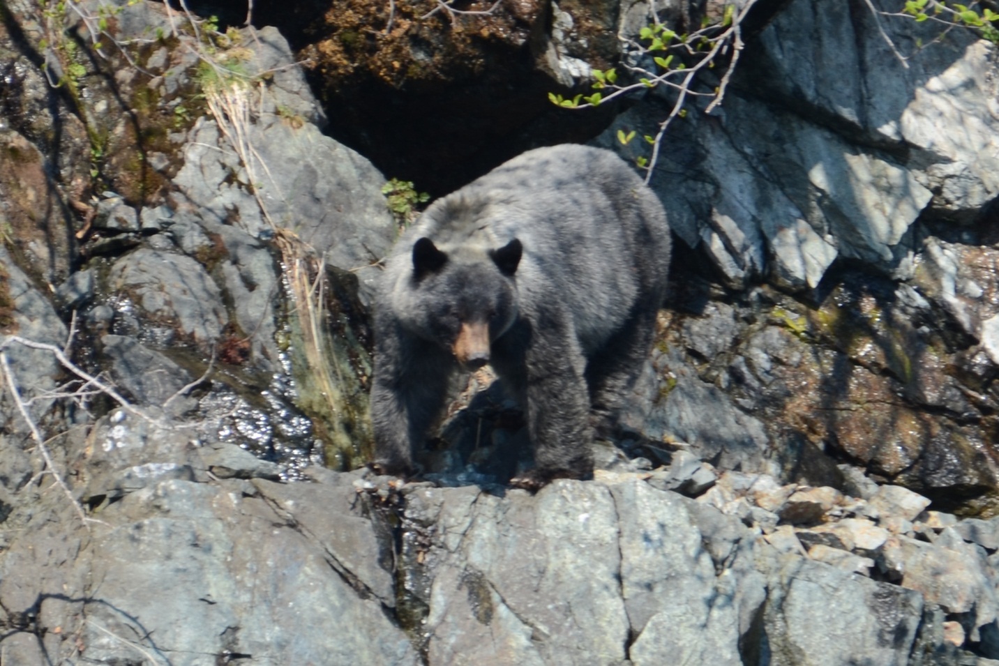 Glacier Bear Glacier Bear