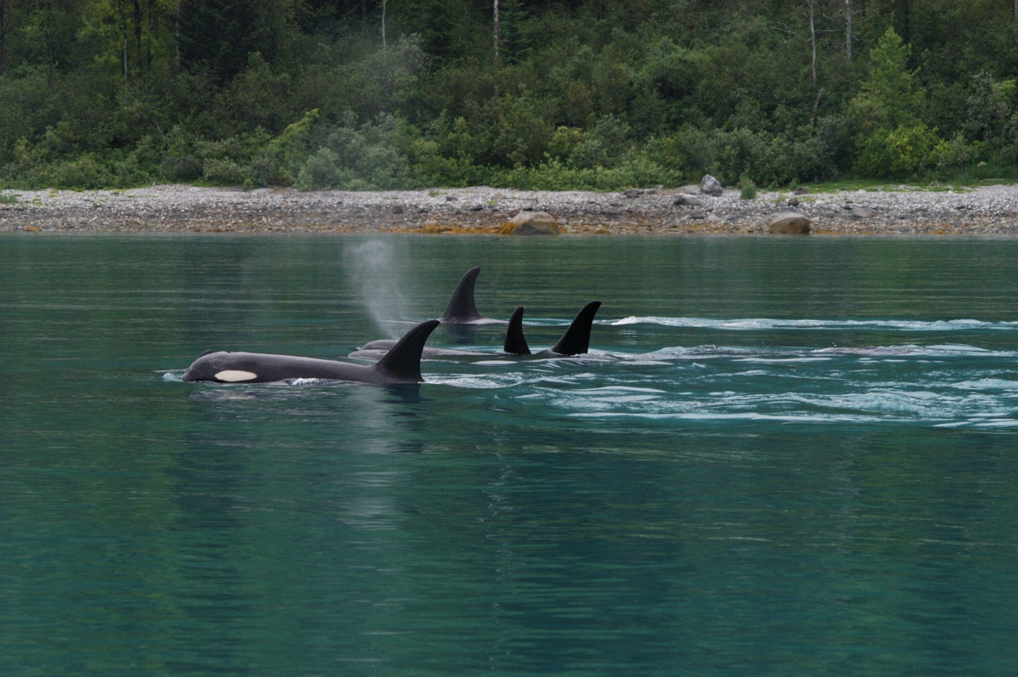 Killer Whales Killer Whales