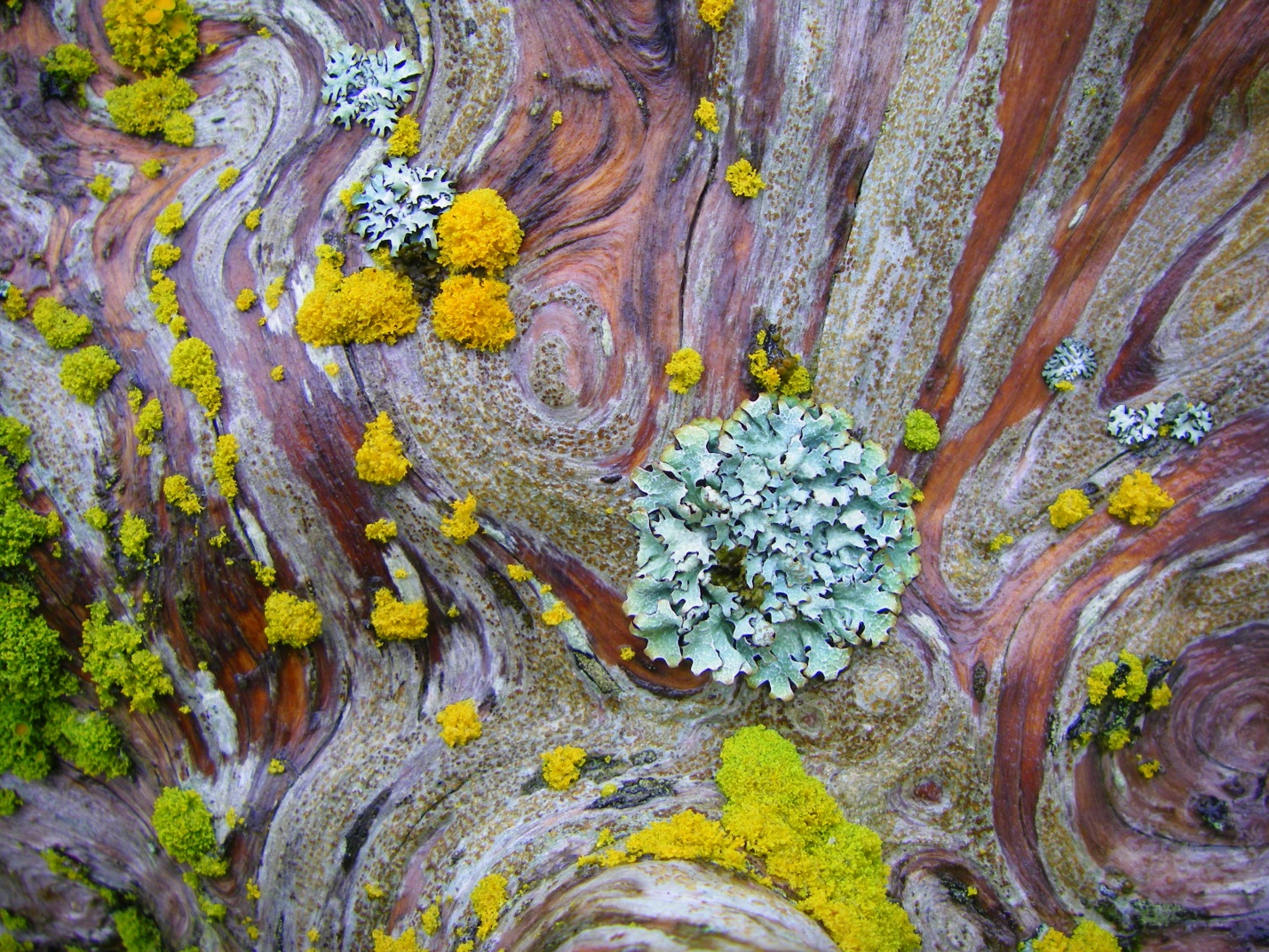 Lichen Lichen
