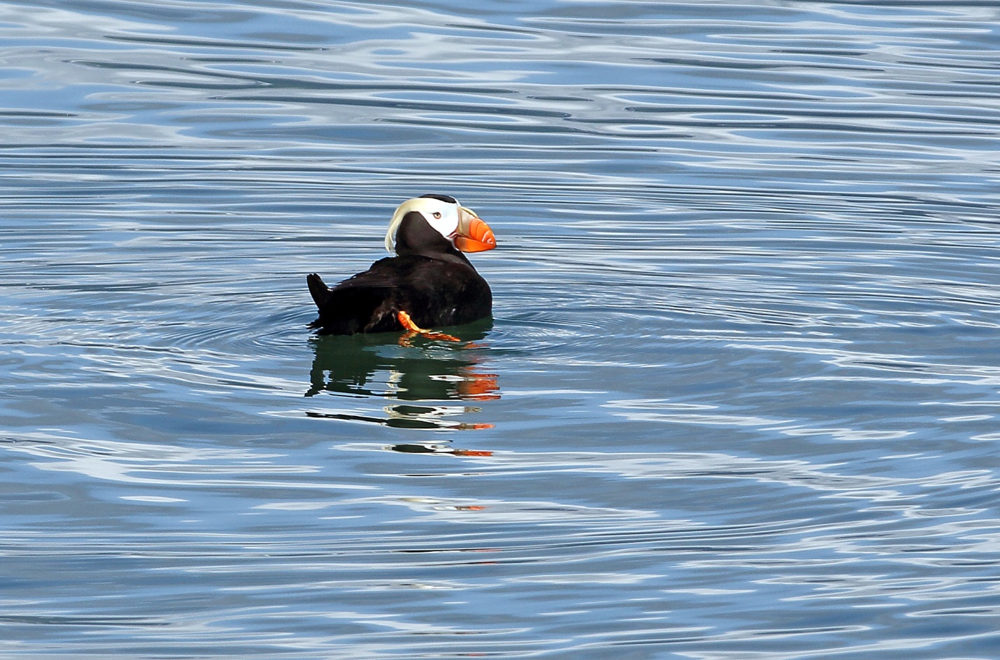 Tufted Puffin Tufted Puffin