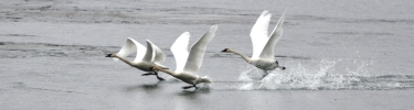 swans