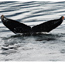 Whale Research & Monitoring Program
