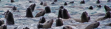 Dozens of Steller's sea lions cavort in the water.