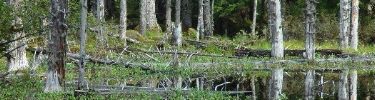 Lush temperate rainforest cloaks the shores of Glacier Bay