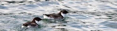 Murrellets feed at sea, but nest in old growth trees.