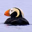 Glacier Bay Bird Checklist