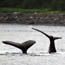 Whale Waters Regulations