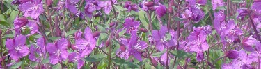 Fireweed