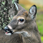 A white-tailed deer