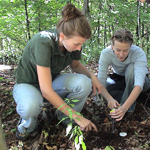 Two high school students using a thermometer to take soil temperature