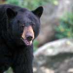 Approximately 1,500 black bears live in Great Smoky Mountains National Park.