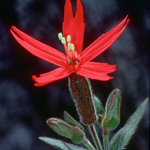 Colorful fire pink flowers bloom in spring.