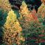 Fall Leaf Season