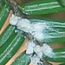 Hemlock Woolly Adelgids