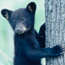 Black Bears