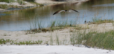 A shearwater flies low over a small pond on West Ship Island.