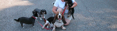 Four dogs including a basset hound are on their leashes.