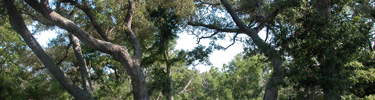 Live oak trees grow throughout Gulf Islands National Seashore.